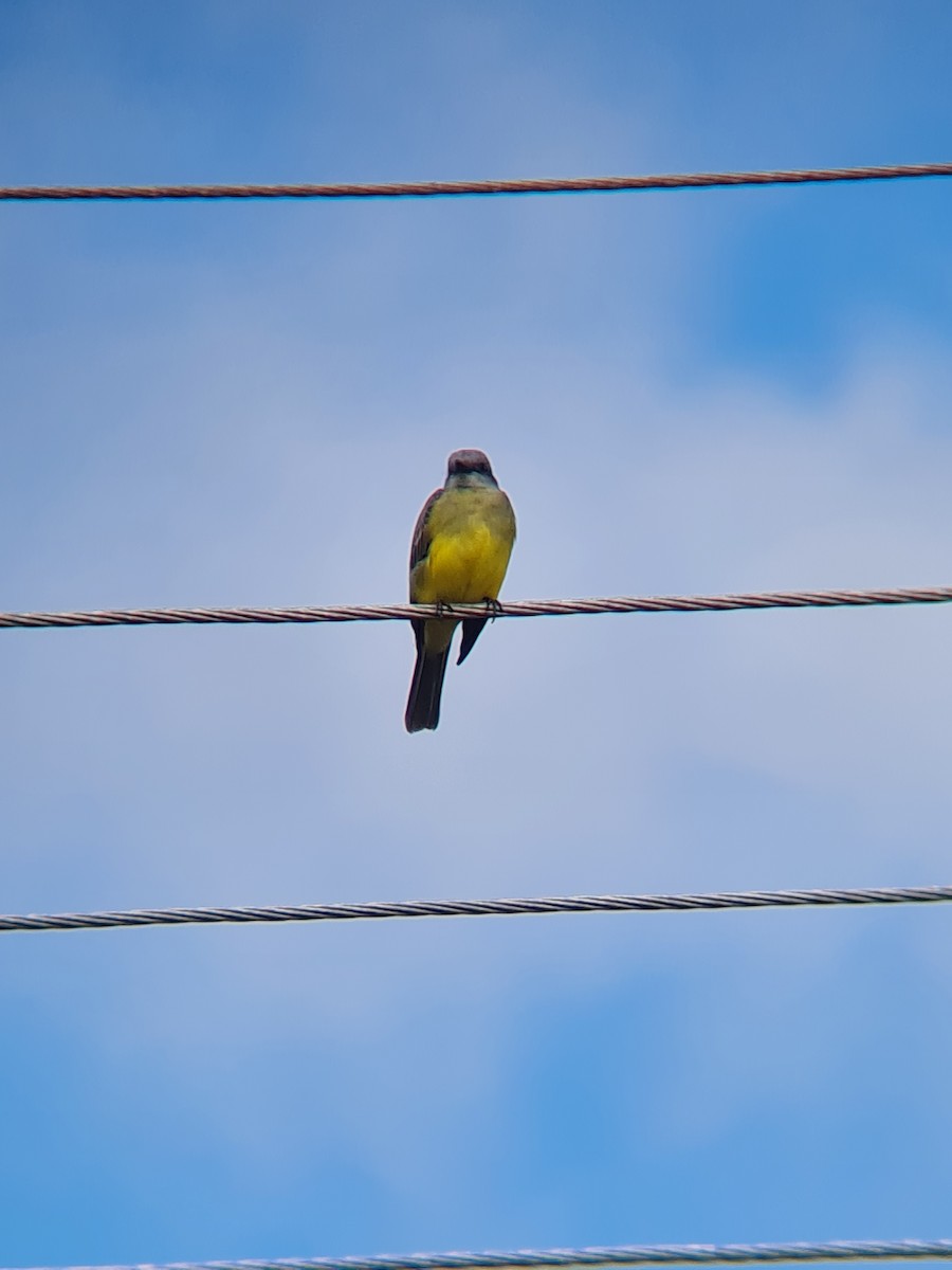 Tropical Kingbird - Filipe Bernardi