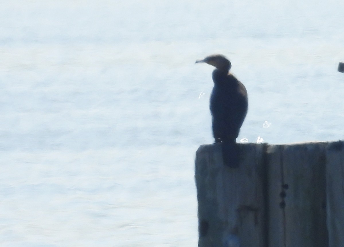 Great Cormorant - Bruce Nott