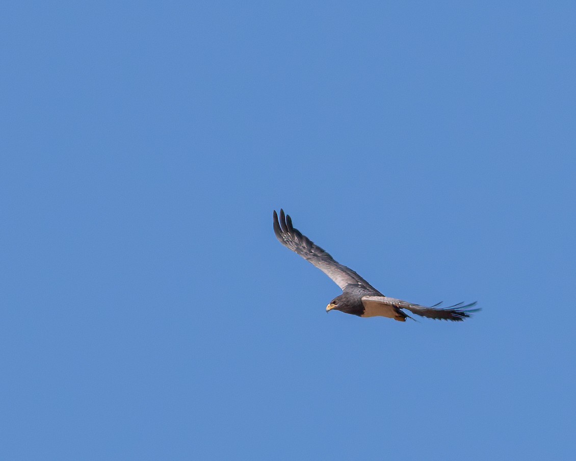 Black-chested Buzzard-Eagle - Per Smith