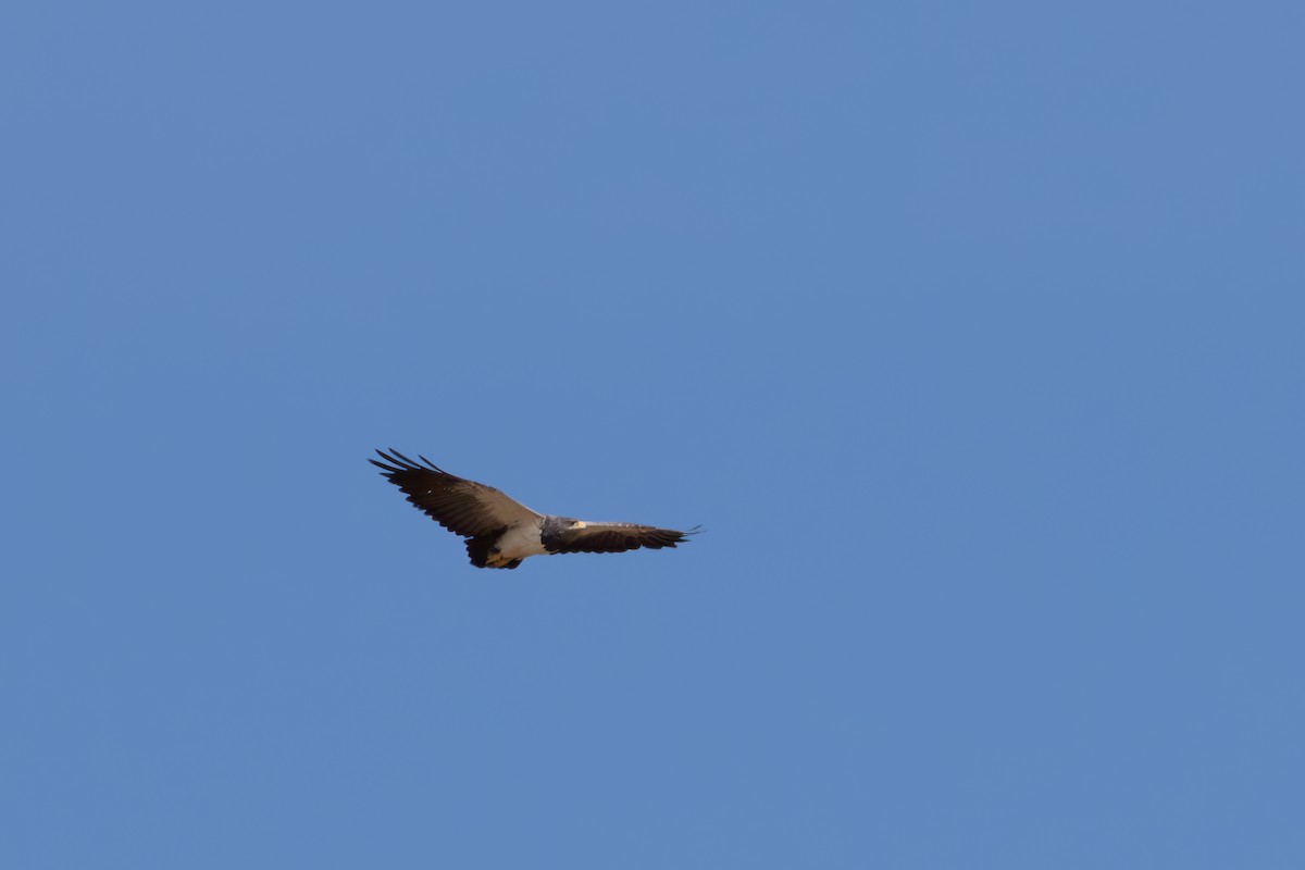 Black-chested Buzzard-Eagle - Per Smith