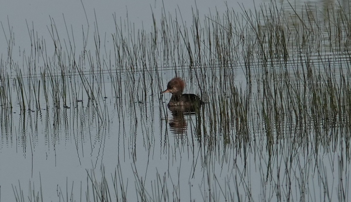 Hooded Merganser - ML618815301