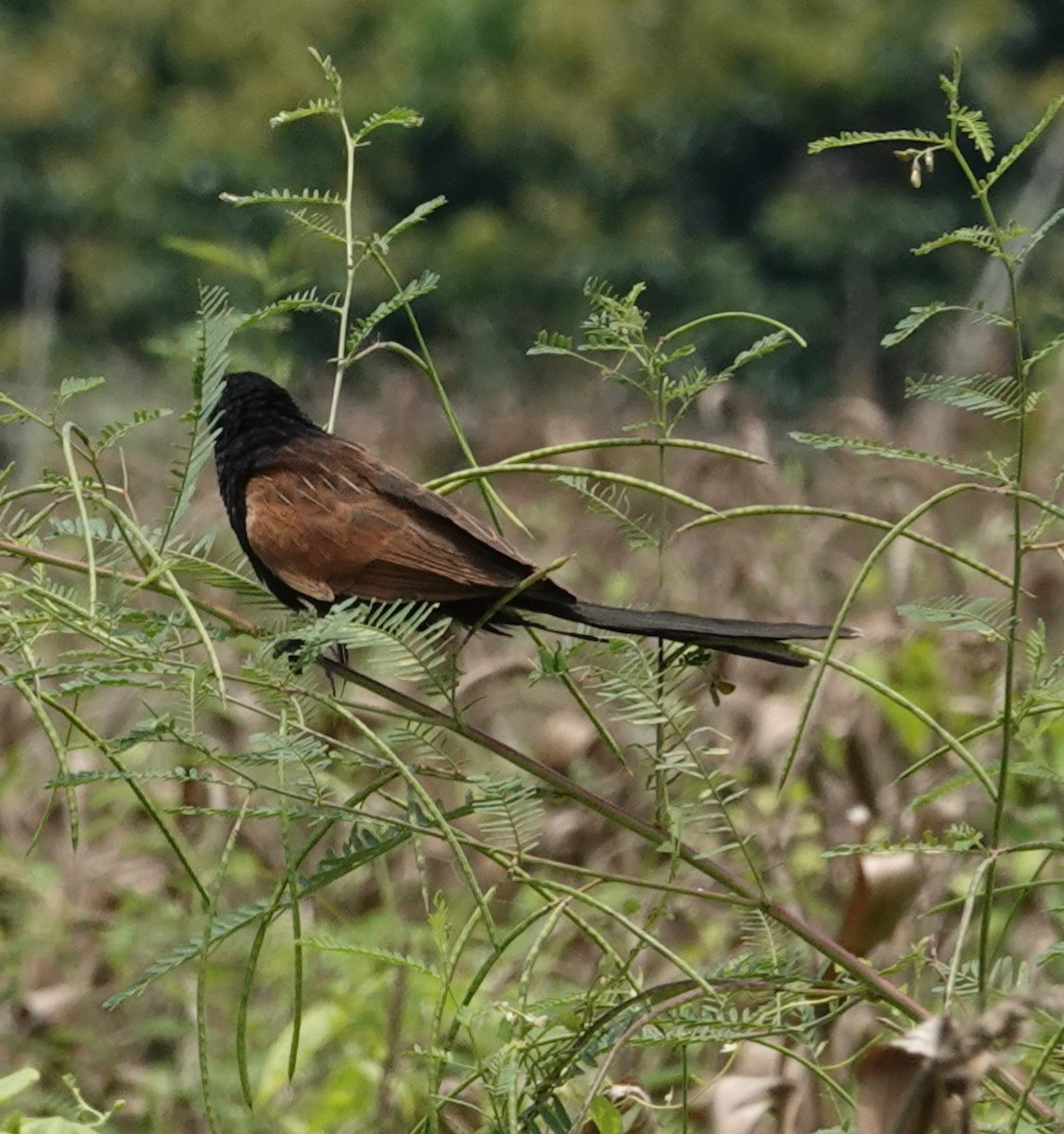 Lesser Coucal - Chao-Ju Su