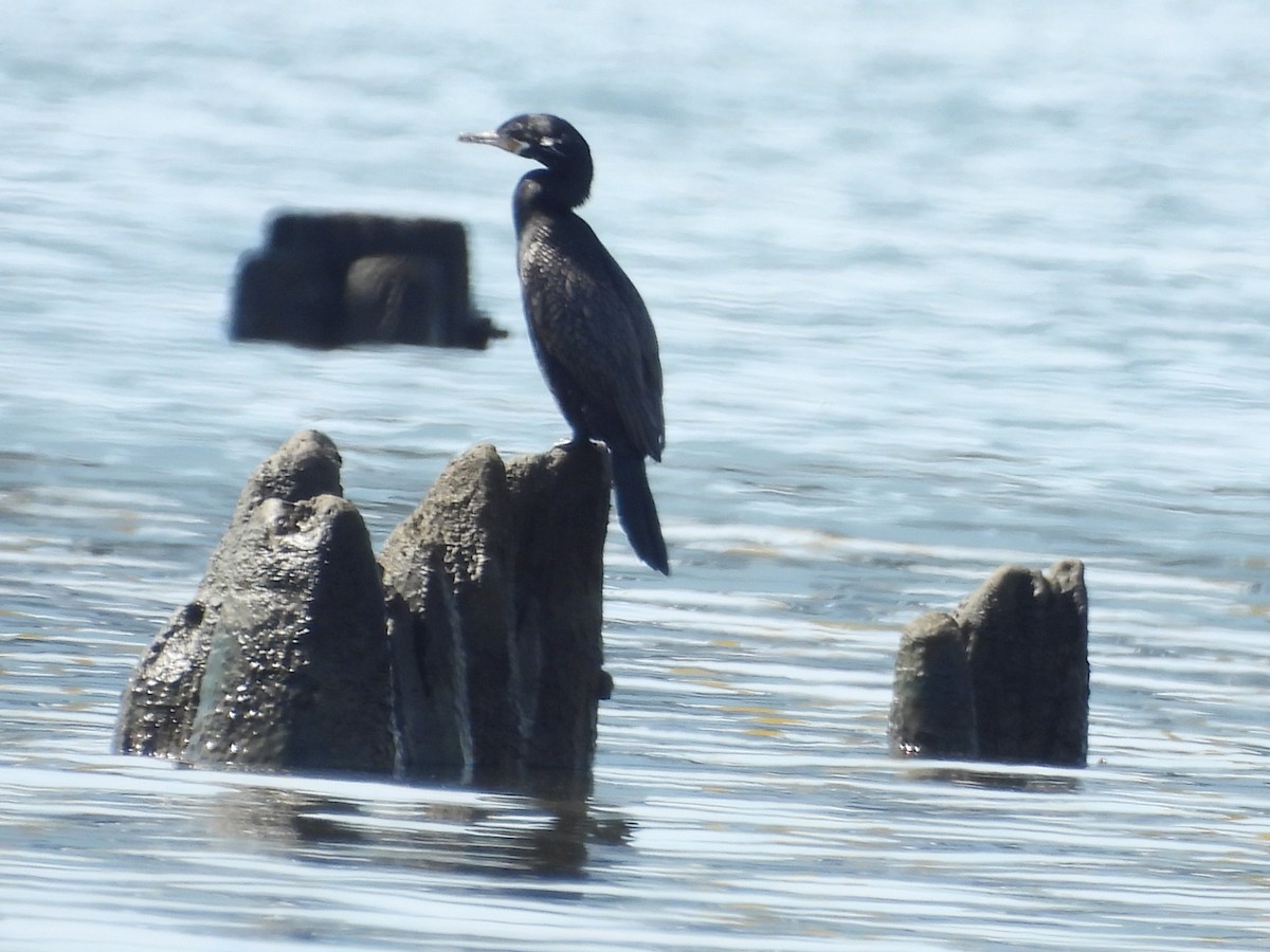 Neotropic Cormorant - Bruce Nott