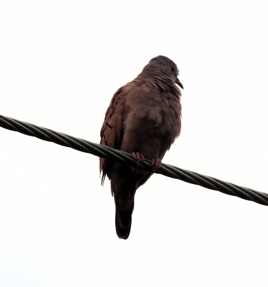 Ruddy Ground Dove - Beatriz Helena Pinzón Estupiñan