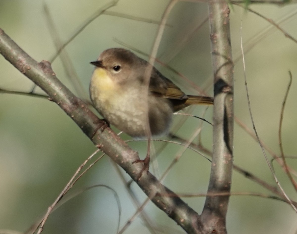 Common Yellowthroat - ML618815312