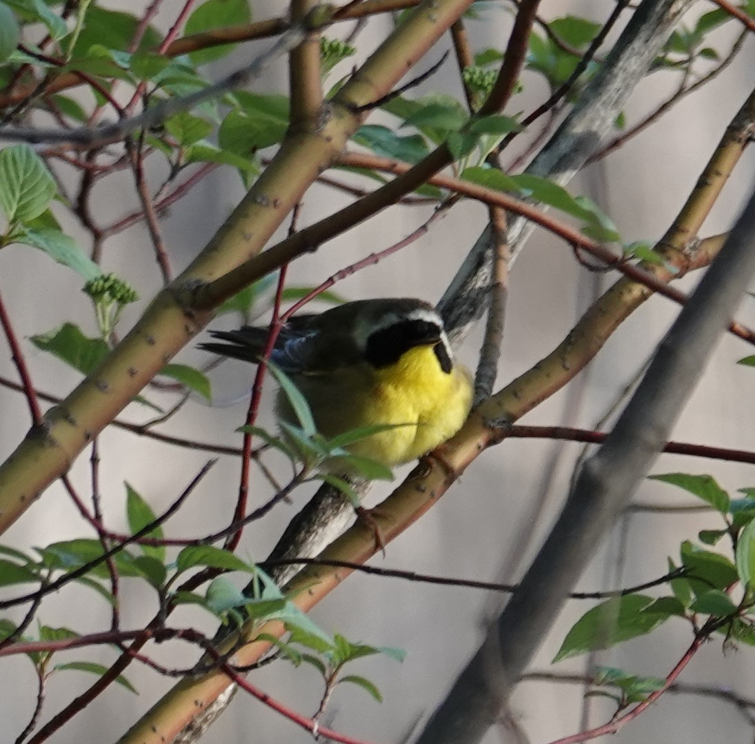 Common Yellowthroat - ML618815319