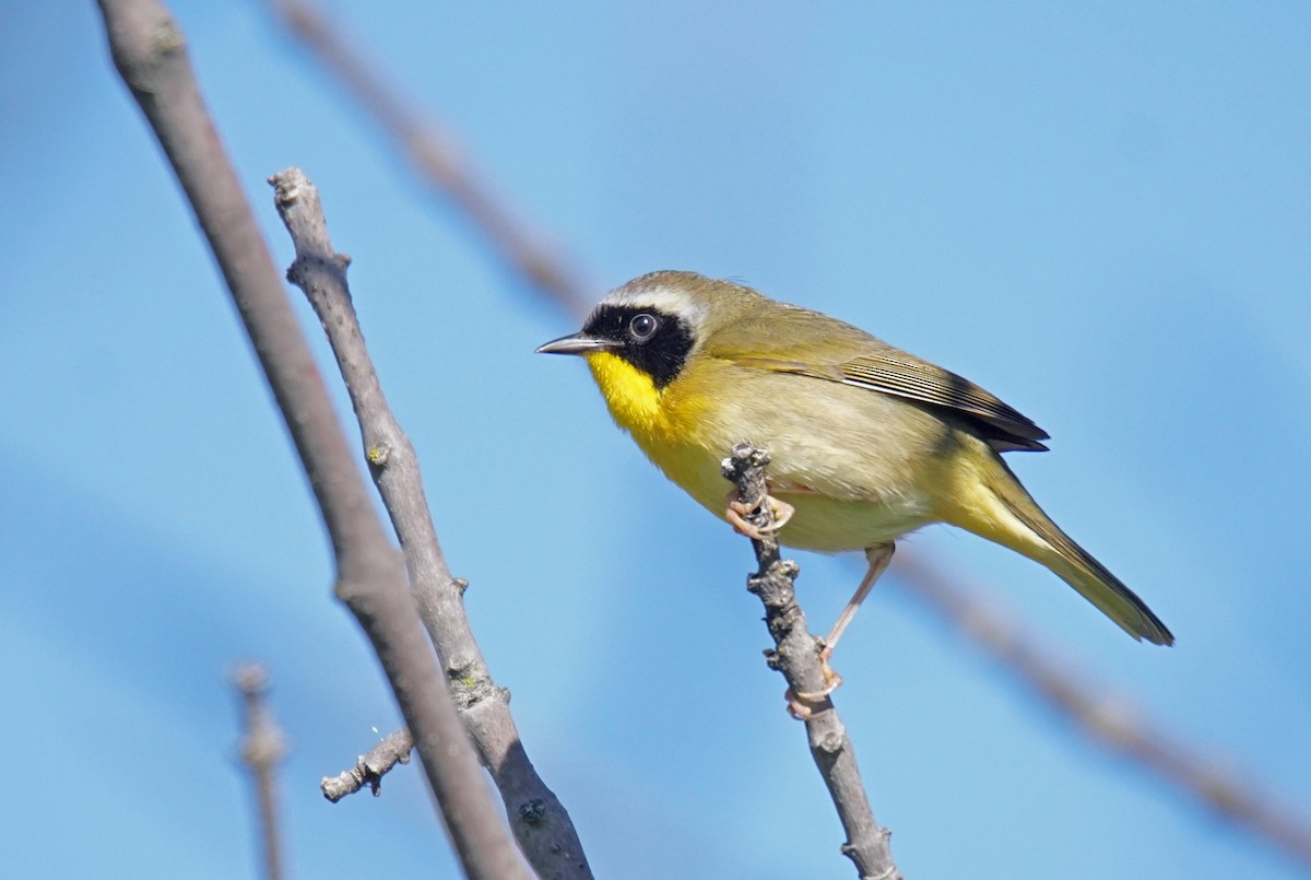 Common Yellowthroat - Doris Guimond et Claude Gagnon