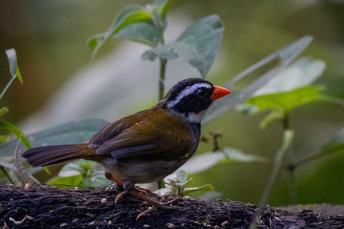 Orange-billed Sparrow - Susan Brickner-Wren