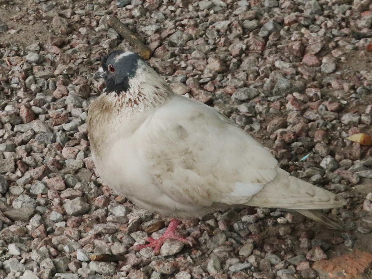 Rock Pigeon (Feral Pigeon) - Kseniia Marianna Prondzynska