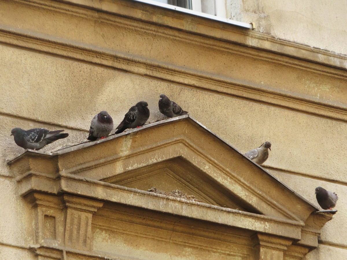 Rock Pigeon (Feral Pigeon) - Kseniia Marianna Prondzynska