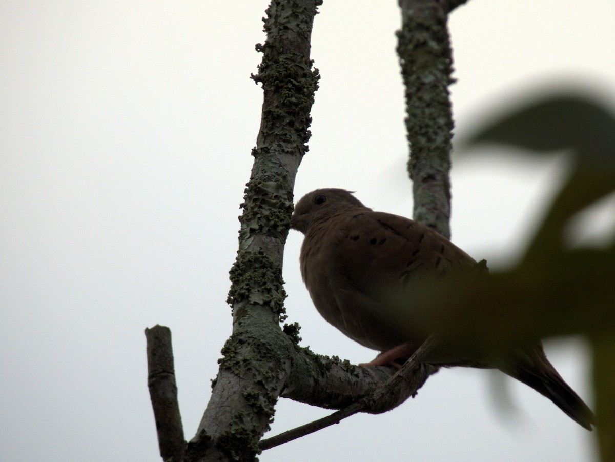 Ruddy Ground Dove - Beatriz Helena Pinzón Estupiñan