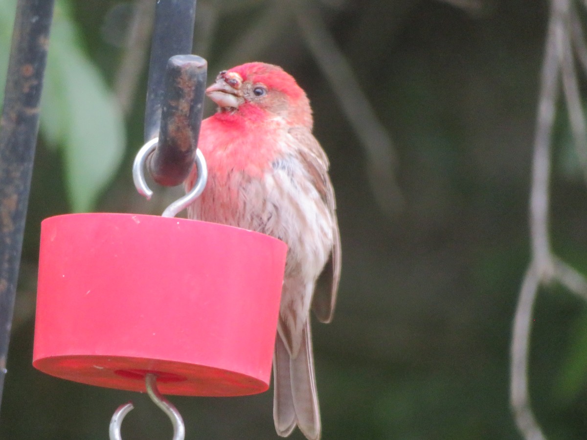 House Finch - ML618815351