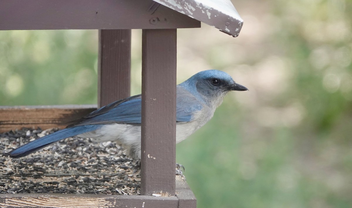 Mexican Jay - Andrew Bailey