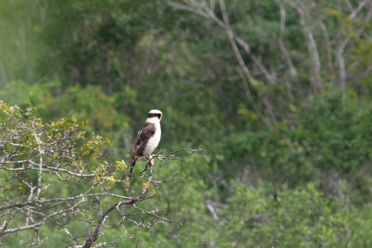 Laughing Falcon - Per Smith