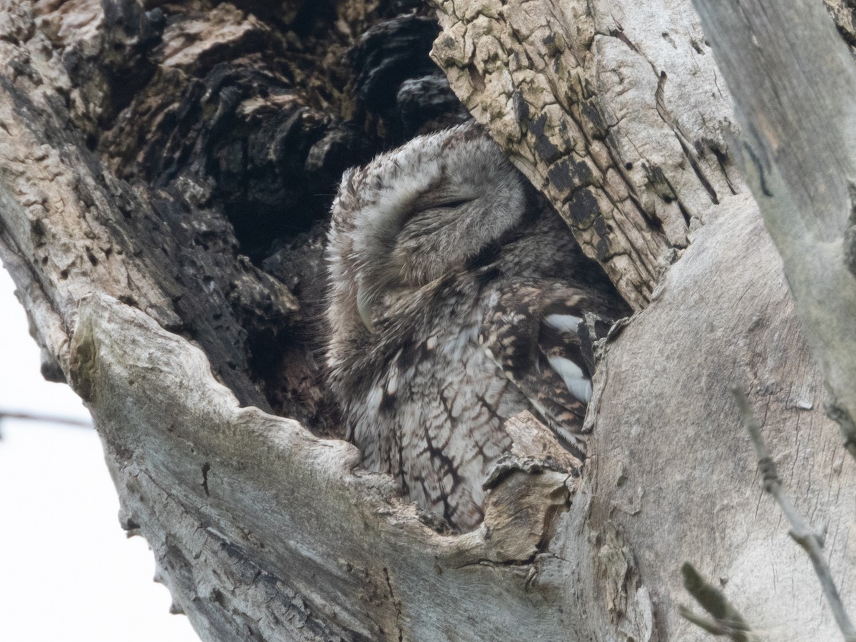 Eastern Screech-Owl - Ann Larson