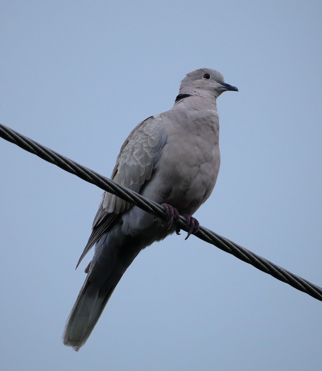 Eurasian Collared-Dove - ML618815365