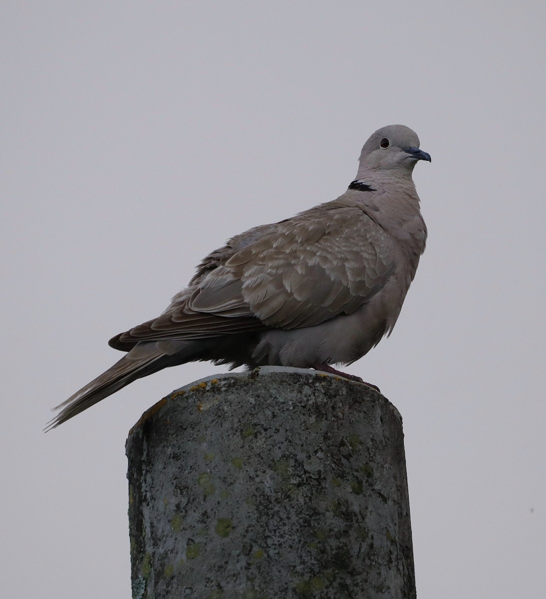 Eurasian Collared-Dove - ML618815366