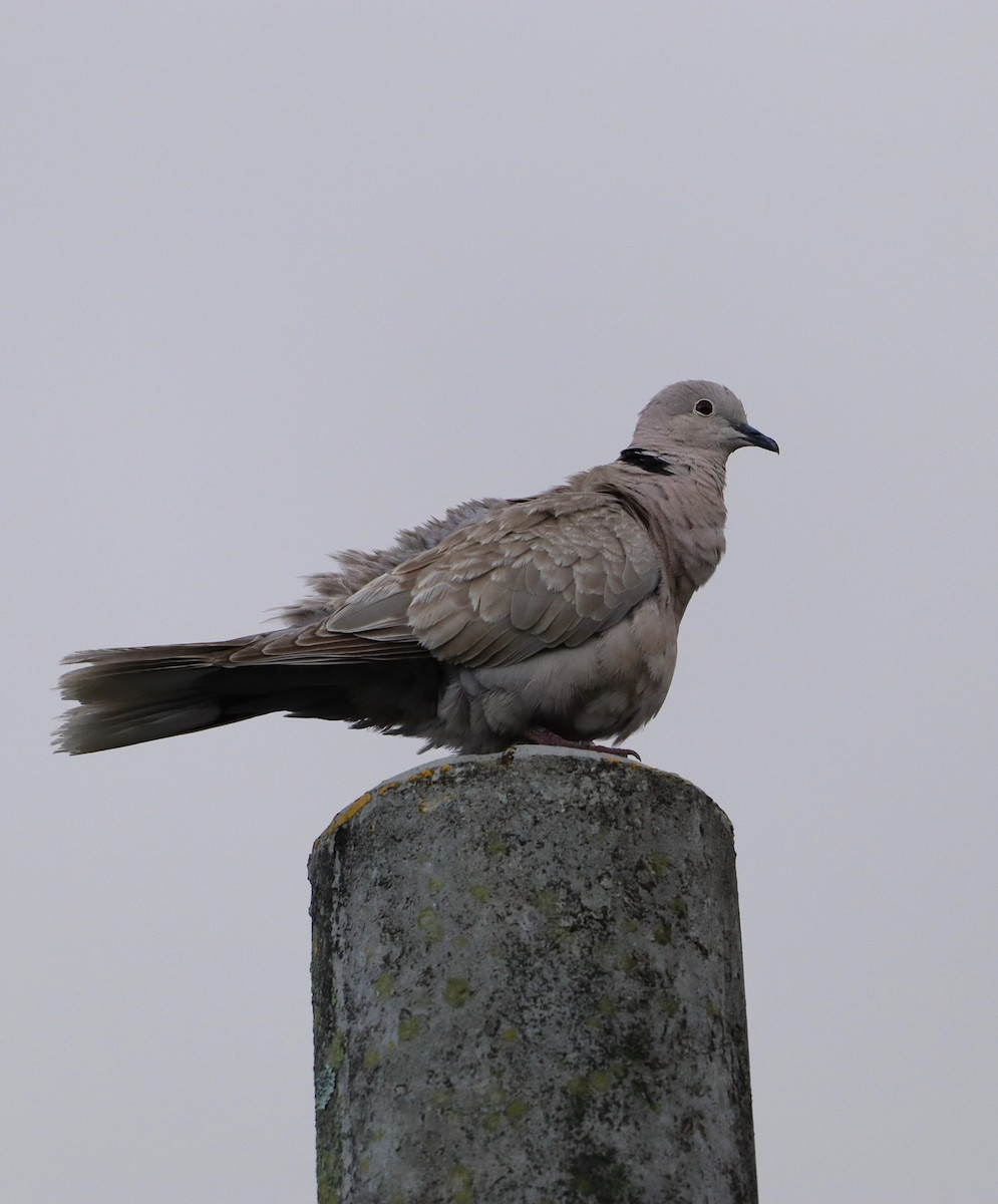 Eurasian Collared-Dove - ML618815367