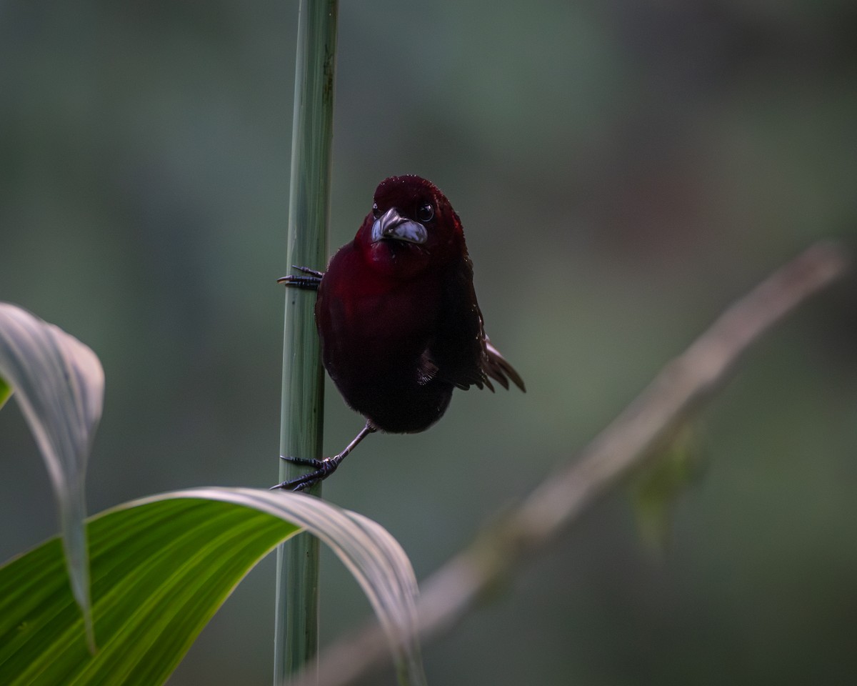 Silver-beaked Tanager - Susan Brickner-Wren