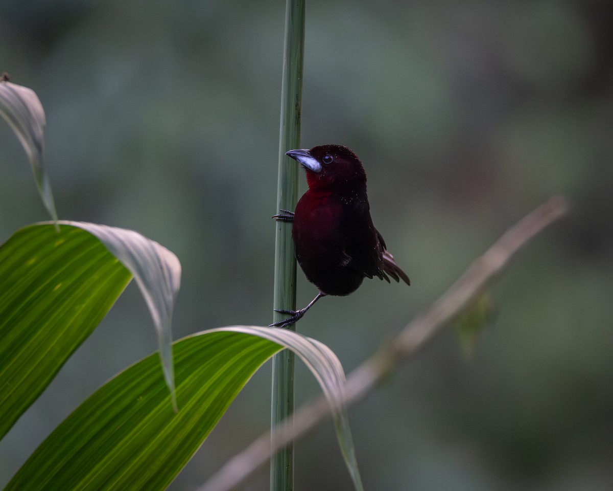 Silver-beaked Tanager - Susan Brickner-Wren