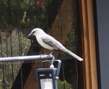 Tropical Mockingbird - Mary-Lane Baker