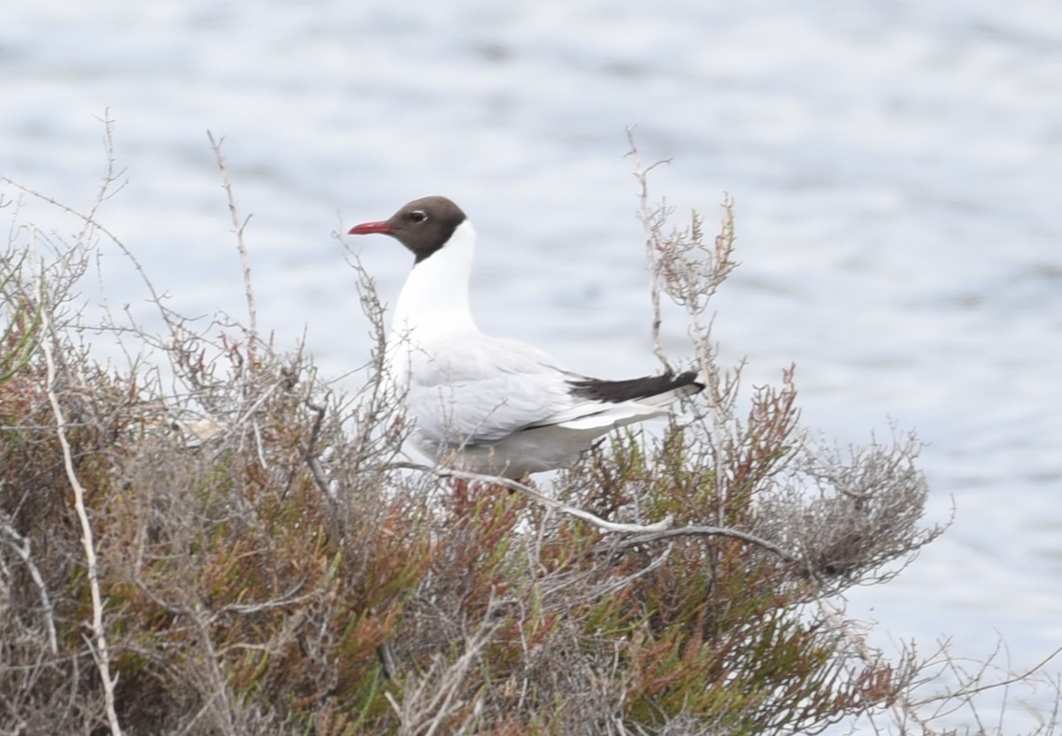 Black-headed Gull - Nicholas Martin