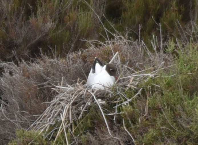 Black-headed Gull - NM Gatward