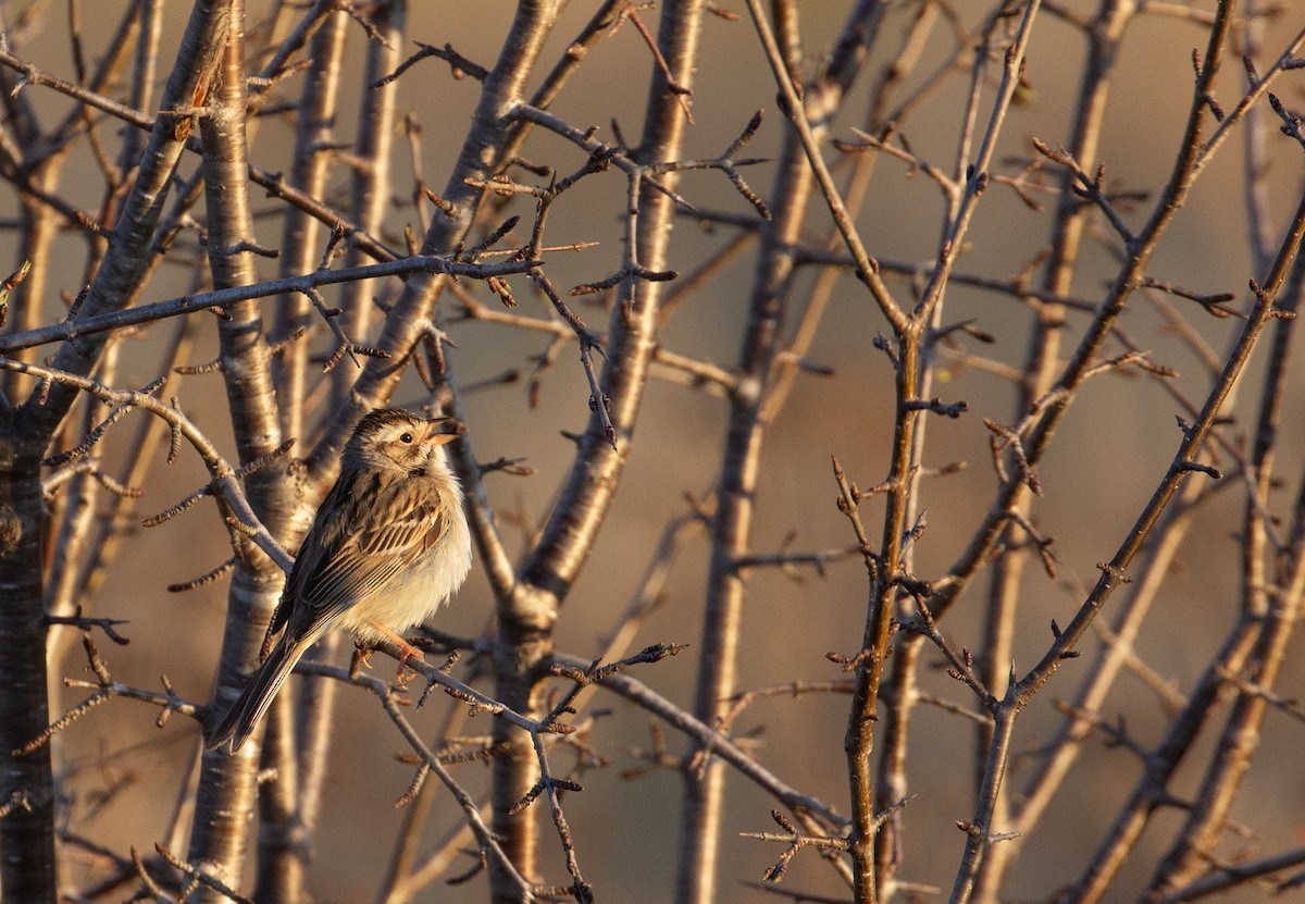 Clay-colored Sparrow - Rowan Gibson