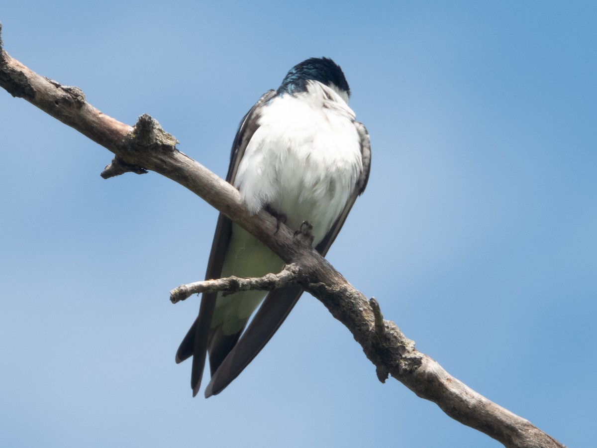 Tree Swallow - Ann Larson