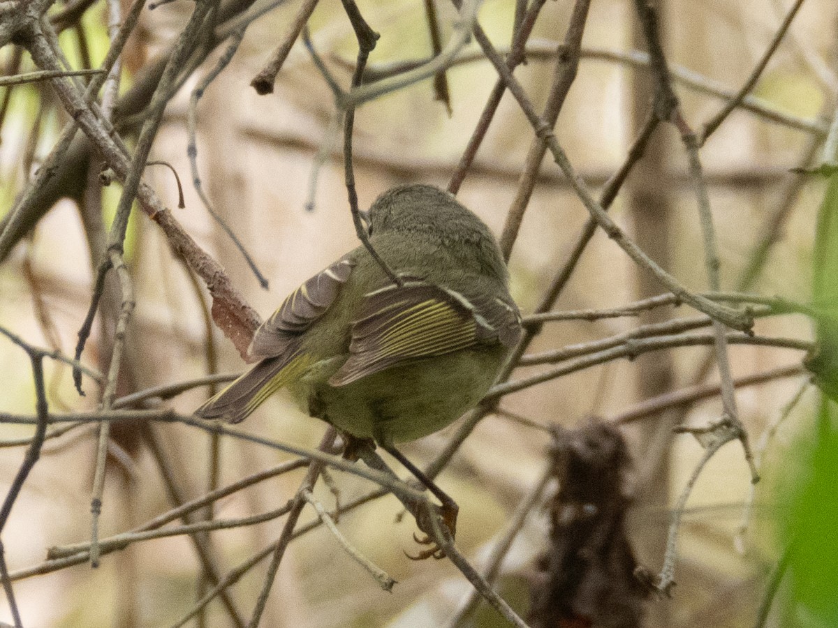 Ruby-crowned Kinglet - Ann Larson