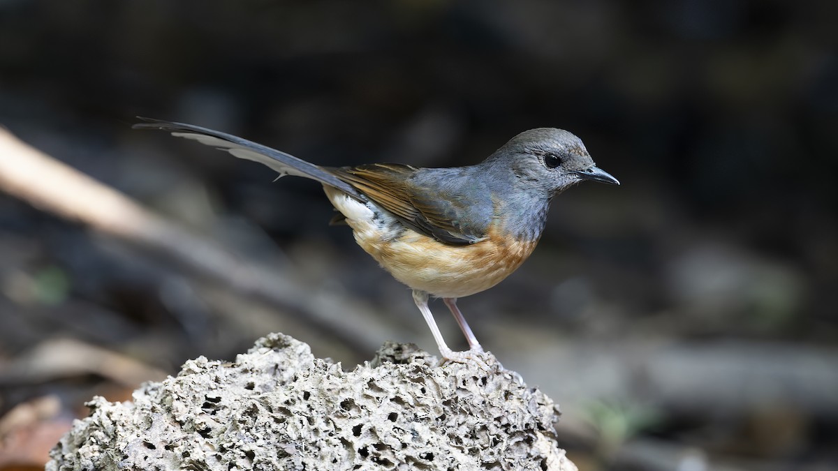 White-rumped Shama - Kenneth Cheong