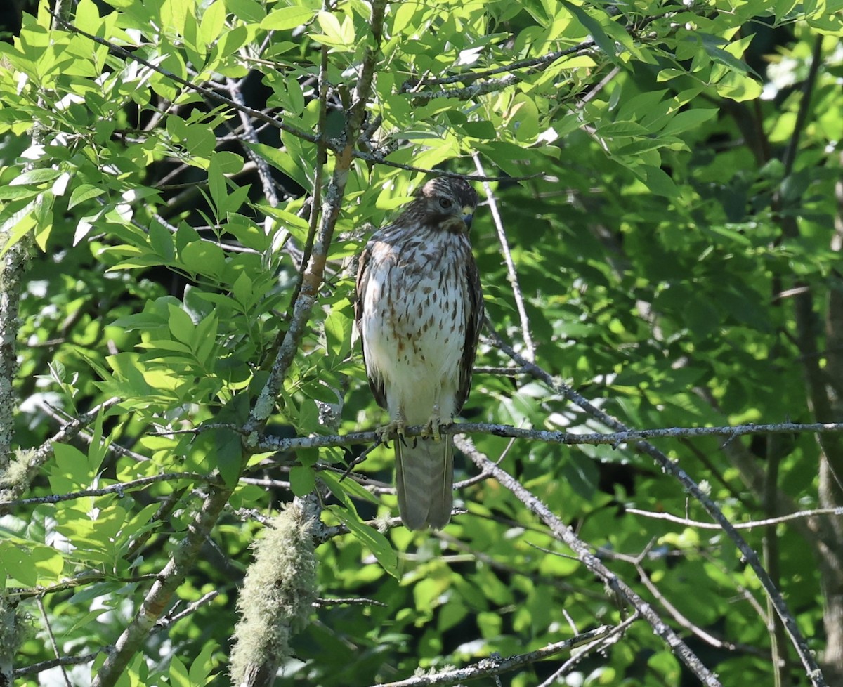 Red-shouldered Hawk - Robert Howes