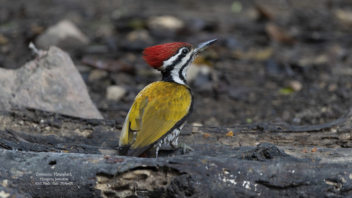 Common Flameback - Kenneth Cheong