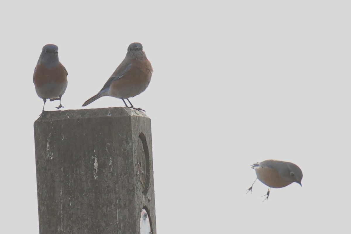 Western Bluebird - Linda Dalton