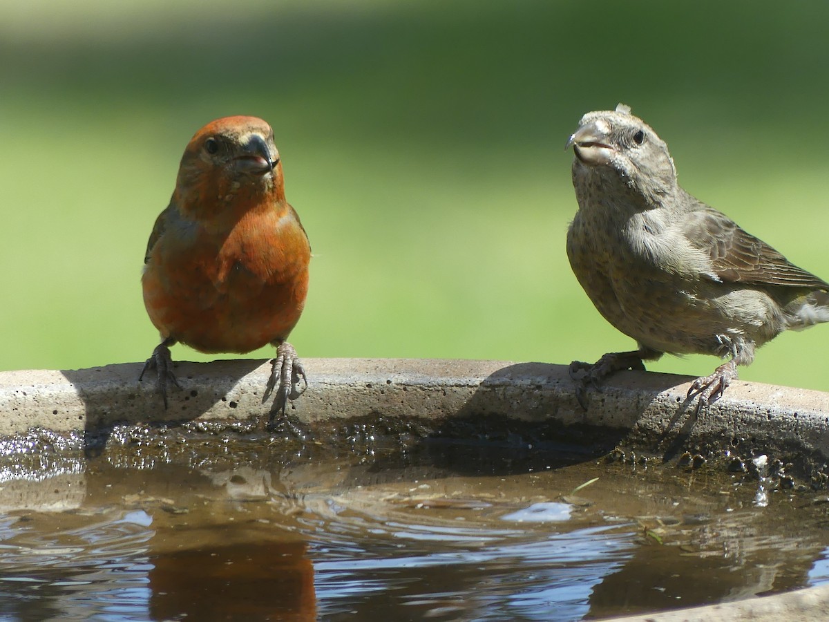 Red Crossbill - Peder Stenslie