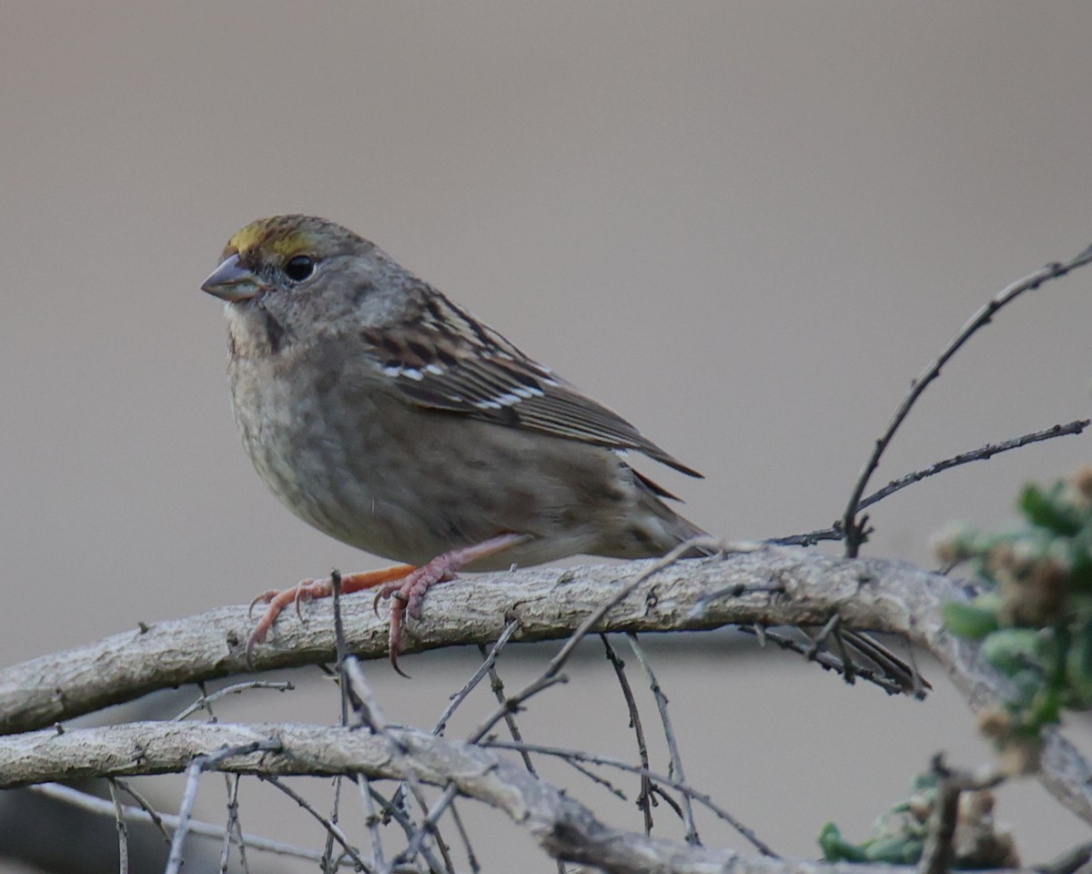 Golden-crowned Sparrow - Linda Dalton