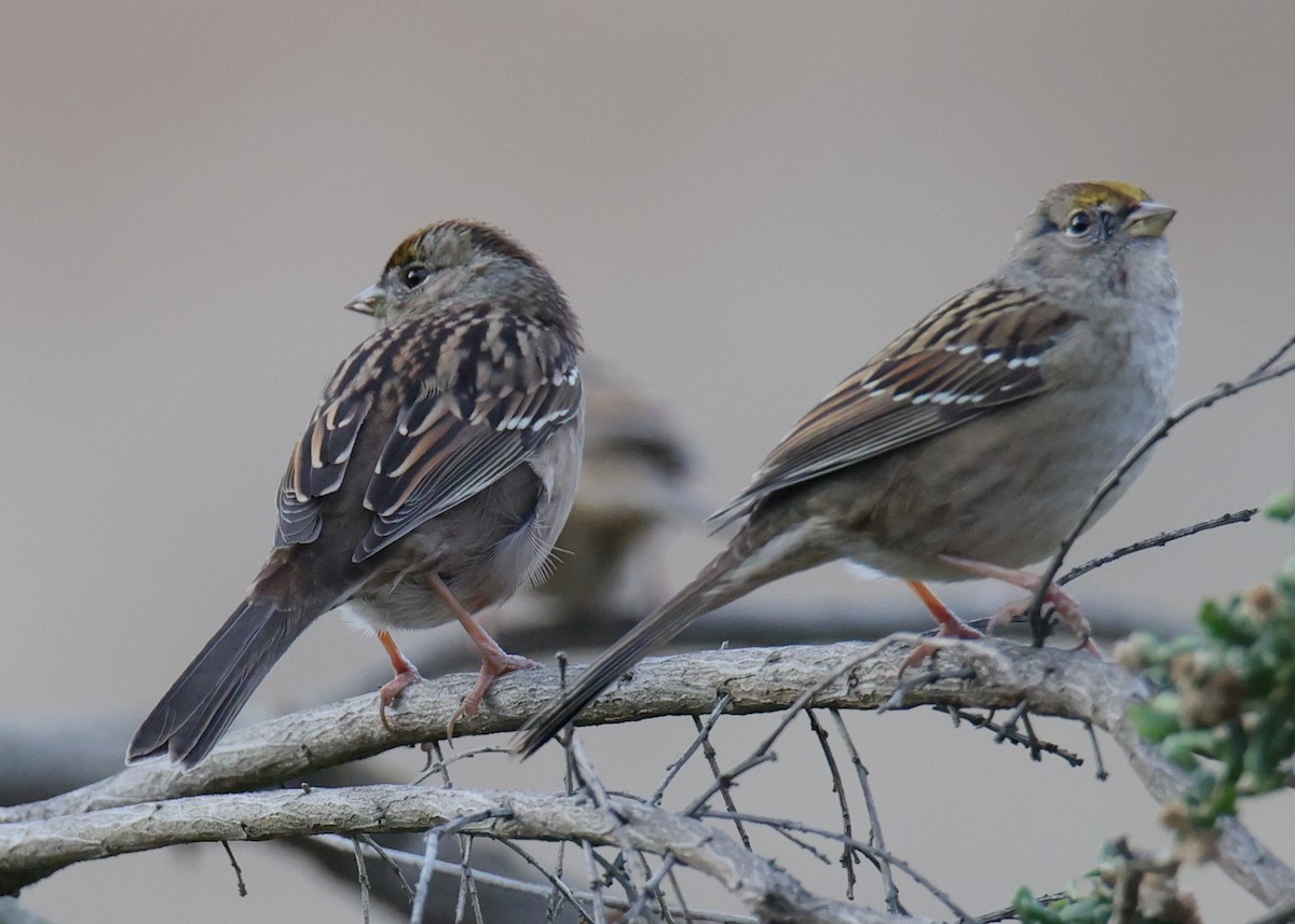 Golden-crowned Sparrow - Linda Dalton