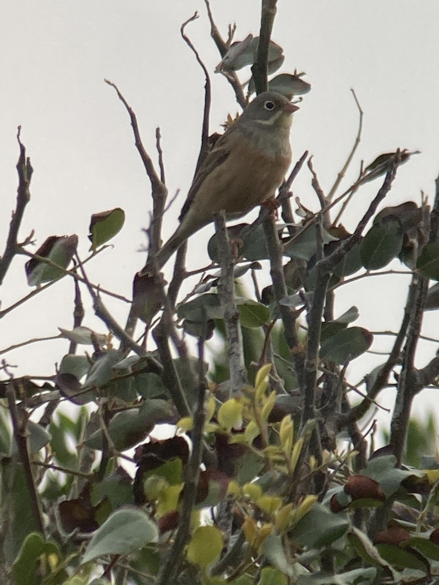 Ortolan Bunting - Luca Bonomelli