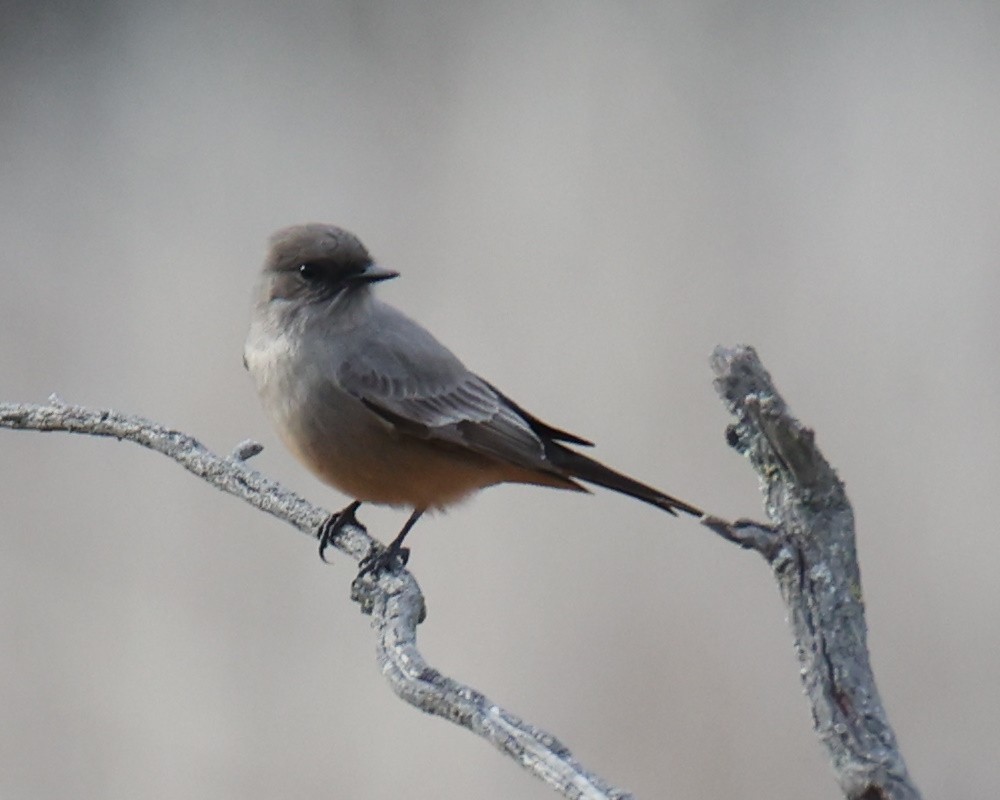 Say's Phoebe - Linda Dalton