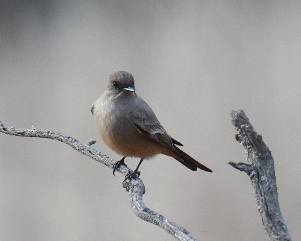 Say's Phoebe - Linda Dalton