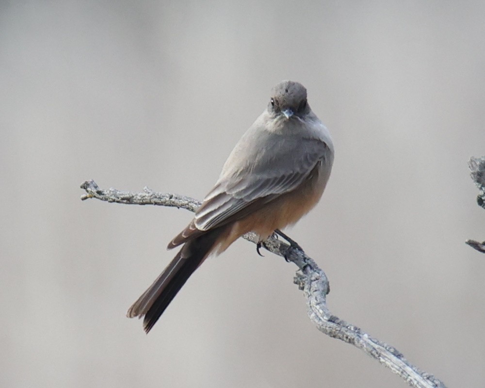 Say's Phoebe - Linda Dalton