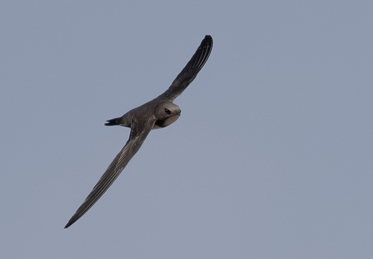 Alpine Swift - Giota Bourneli