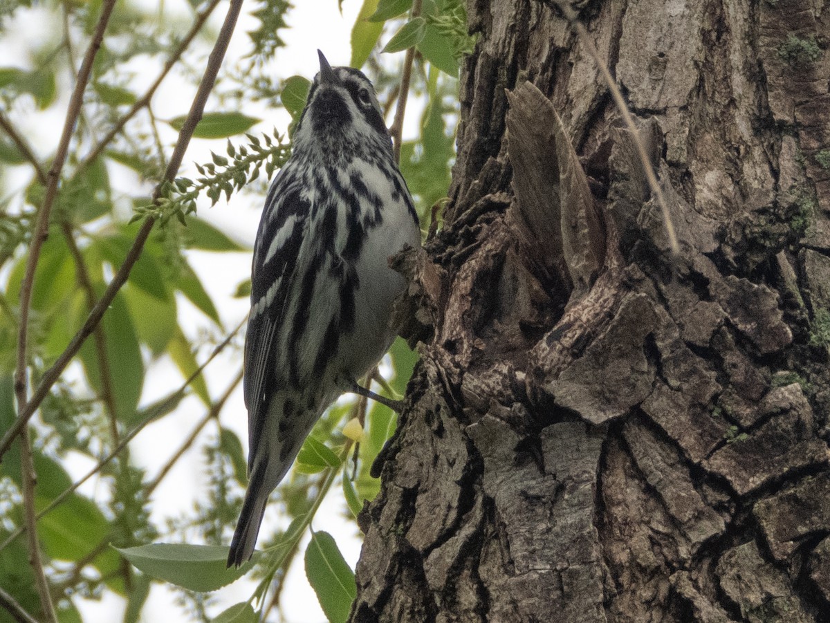 Black-and-white Warbler - Ann Larson