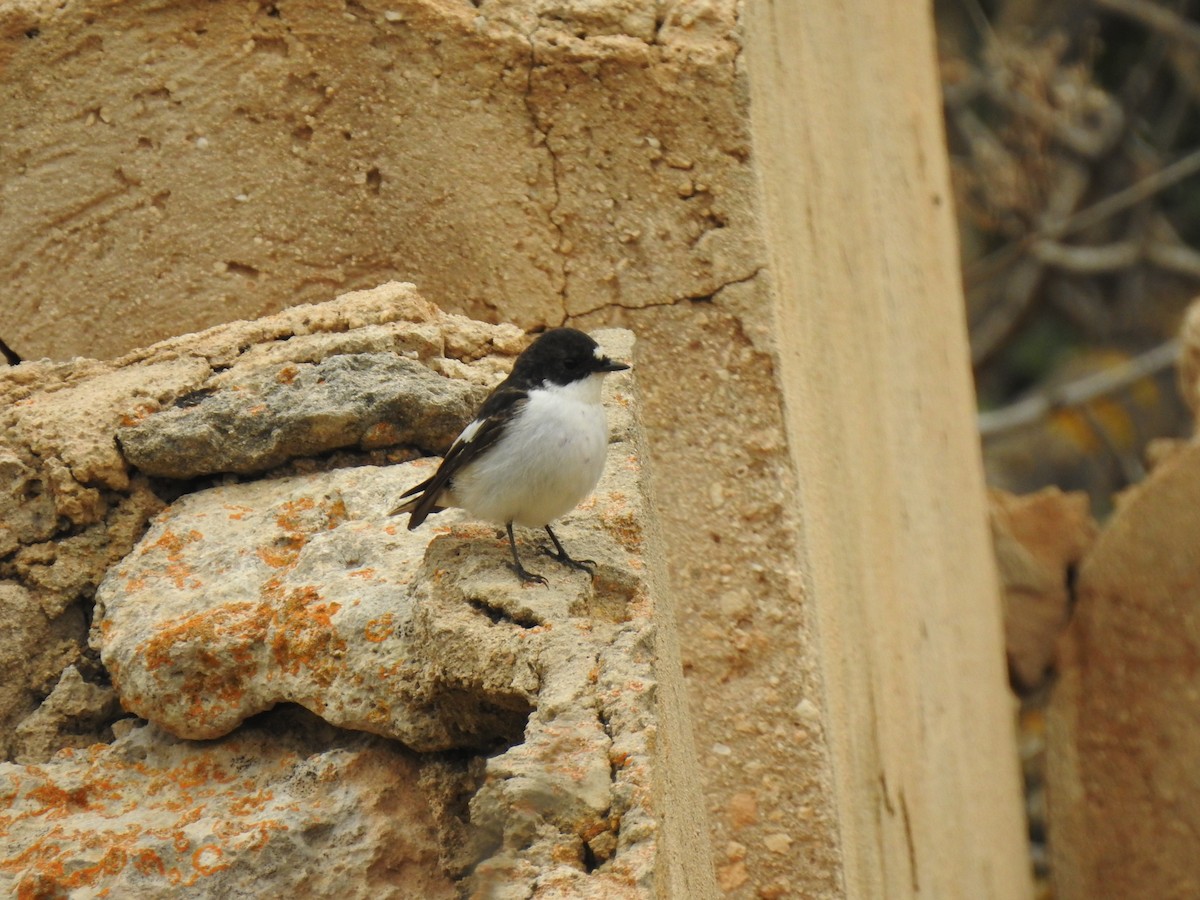 European Pied Flycatcher - Luca Bonomelli