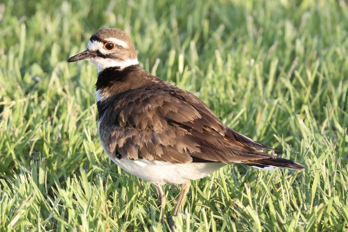 Killdeer - Richard Randell