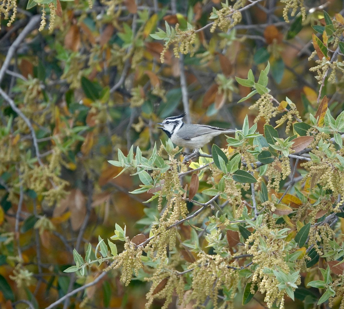 Bridled Titmouse - Andrew Bailey