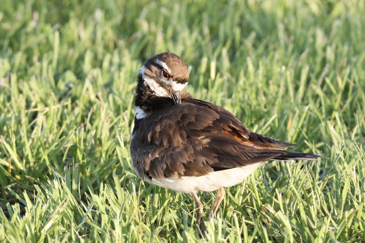 Killdeer - Richard Randell