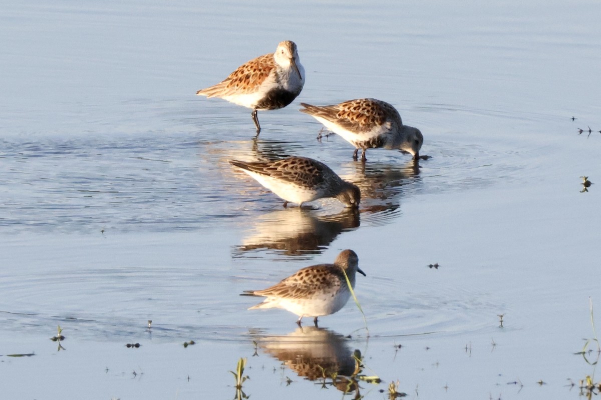 Dunlin - Richard Randell