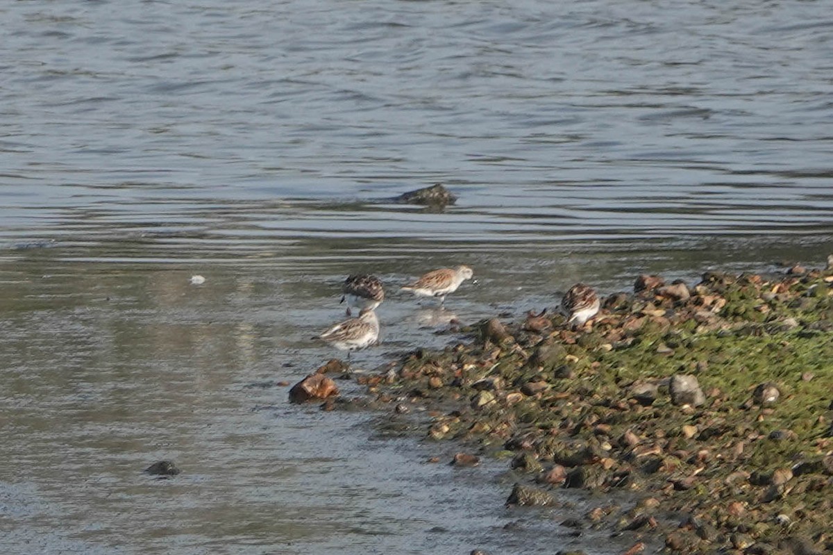 Dunlin - Robert Wright