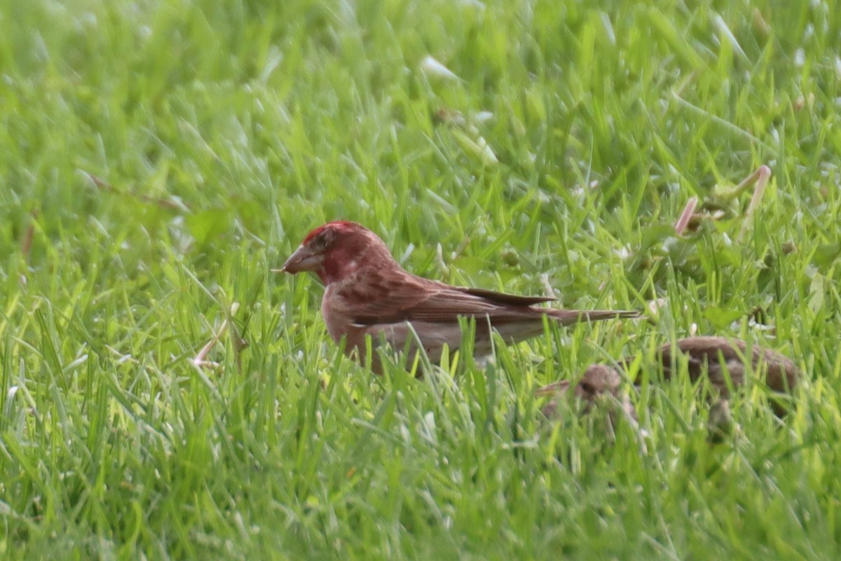 Cassin's Finch - Kathy Mihm Dunning